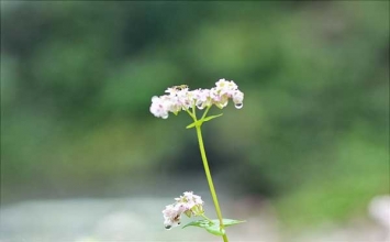 Con dê cười và khóc (chuyện tiền thân Đức Phật)